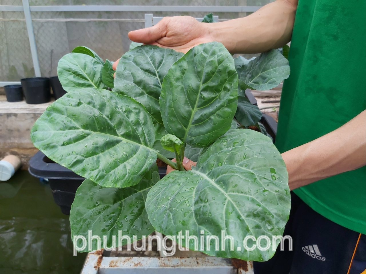 RAU CẢI RỔ VÀ TÁC DỤNG TUYỆT VỜI - Phú Hưng Thịnh - Vật tư nông nghiệp sạch